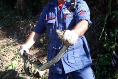 Cobra jararacuçu capturada pelo Corpo de Bombeiros (Foto:Divulgação)